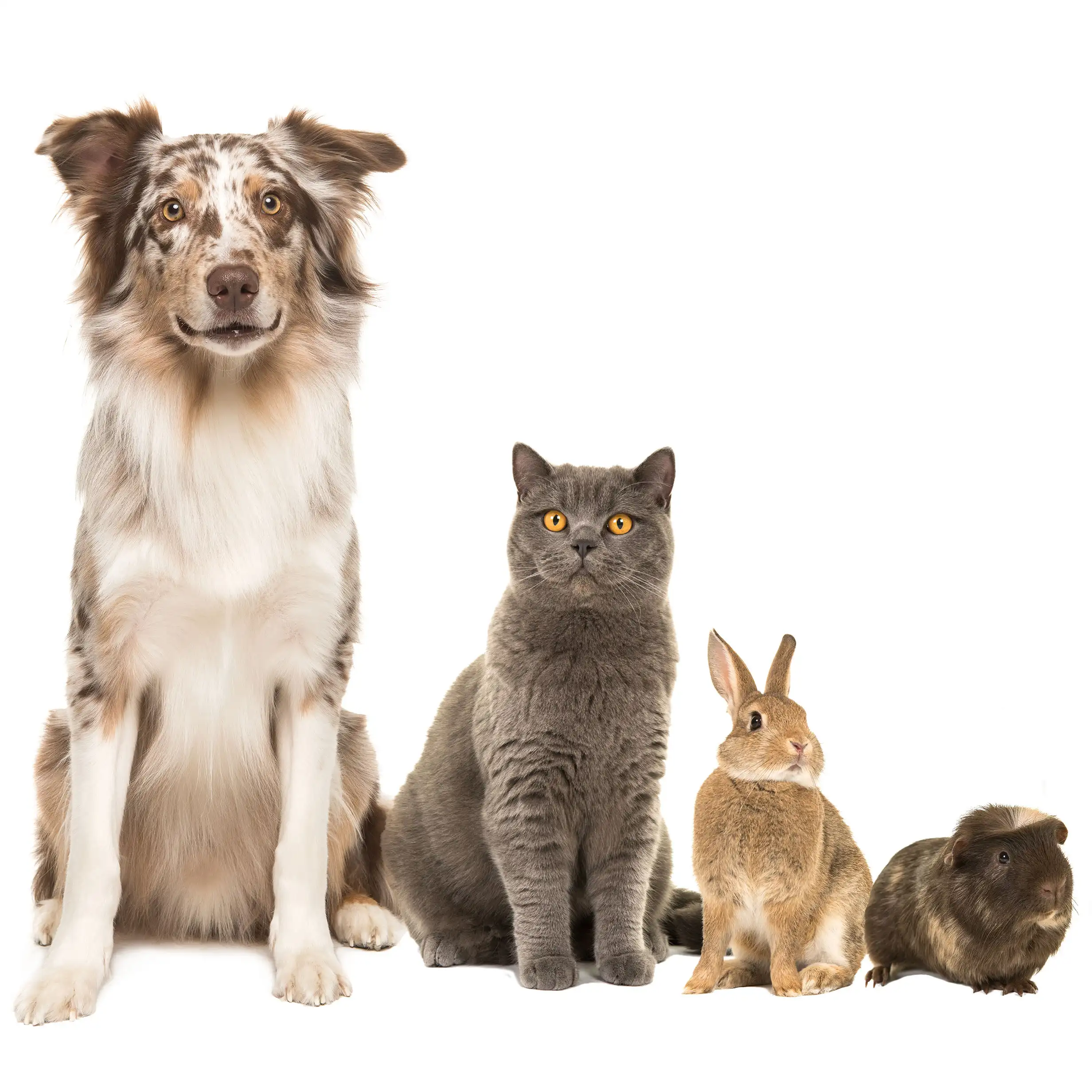 Animals on a white background looking at camera from left to right dog cat rabbit genie pig