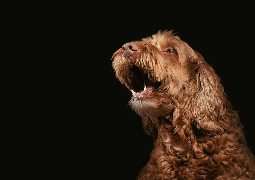 Fully grown brown dog barking black background