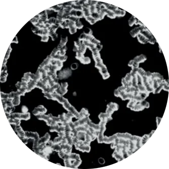 Blood clotting under a microscope pre bioptron pro 1 treatment 